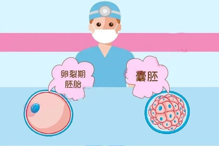做试管,什么情况下适合养囊?
